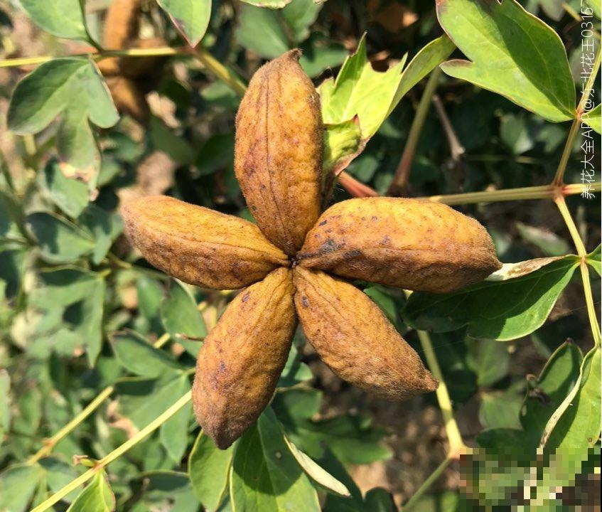 20种花不用买，开完花等20天，爆出好多种子！