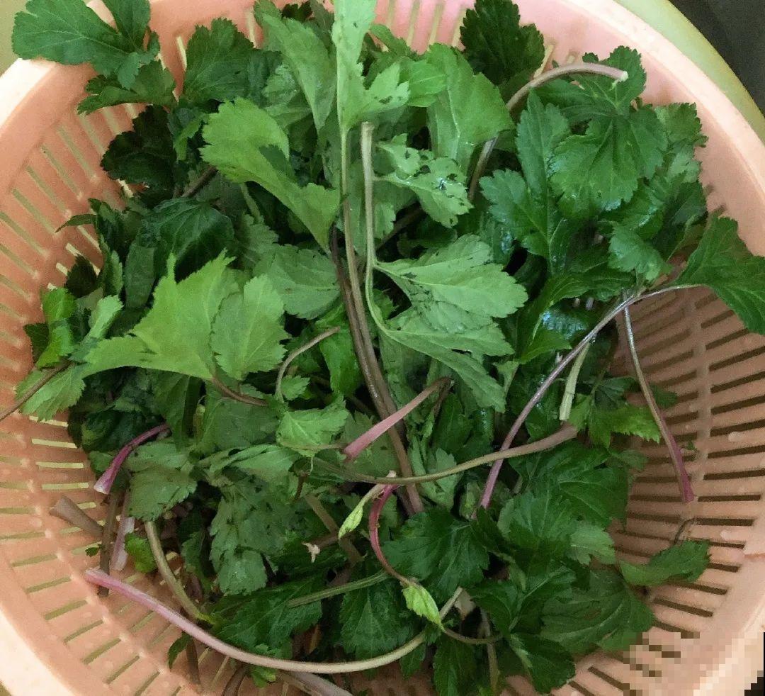 春天的野菜大全,小心辨认,千万别挖错了 春天的野菜大全,小心辨认,千万别挖错了