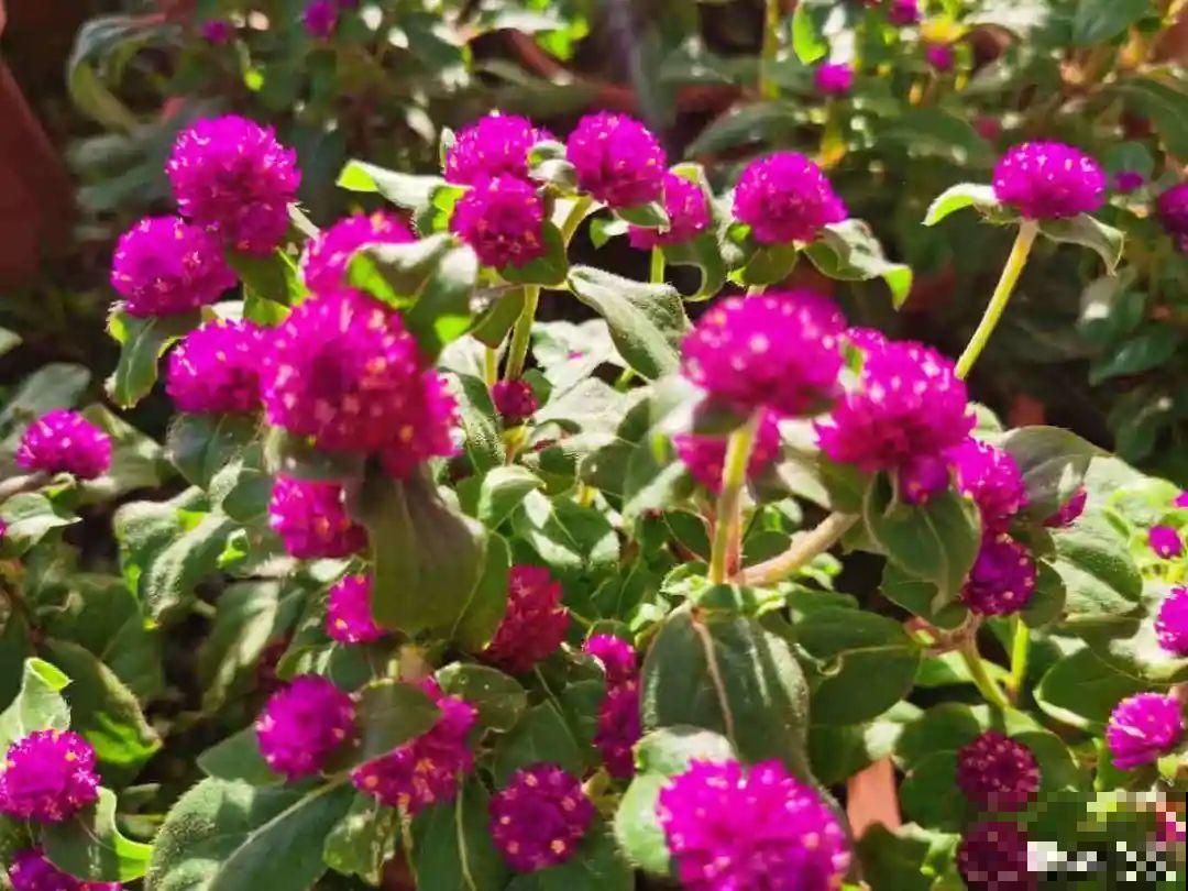 5月出门,收下这份百花图谱,啥花都能叫上名! 5月出门,收下这份百花图谱,啥花都能叫上名!