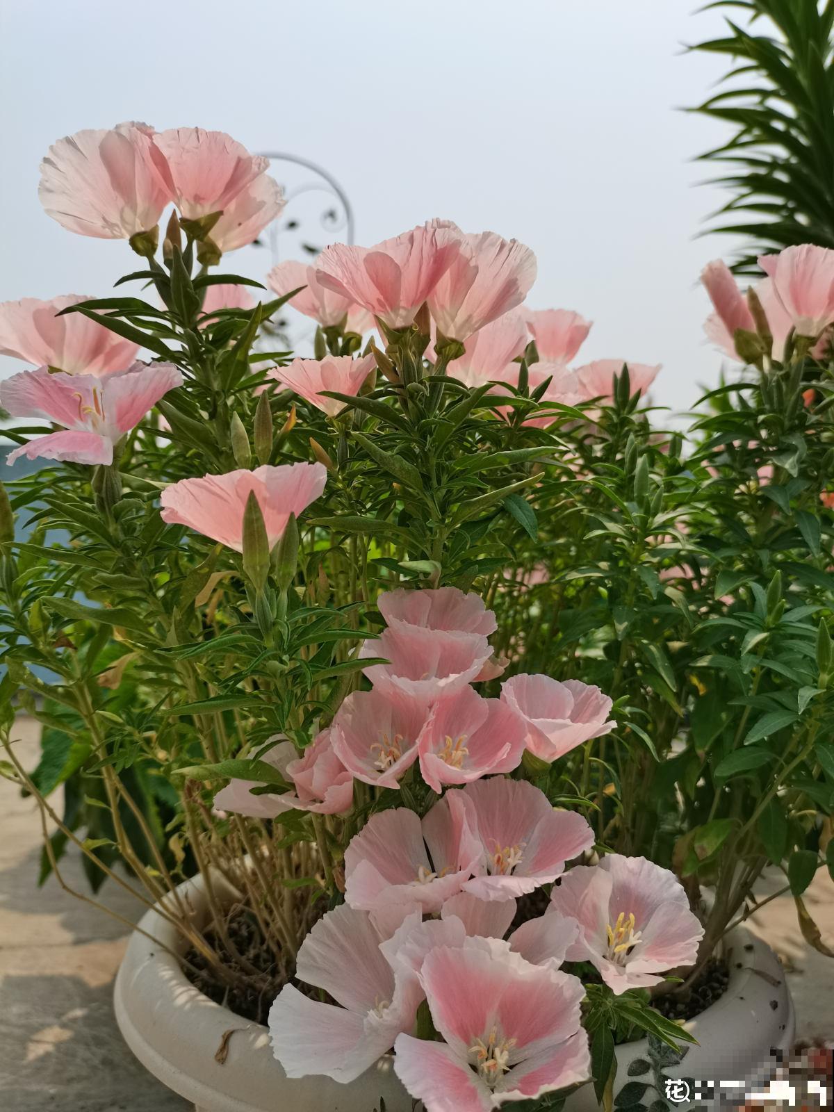 1种花名叫“古代稀”，撒把种子就开花，越养越上瘾