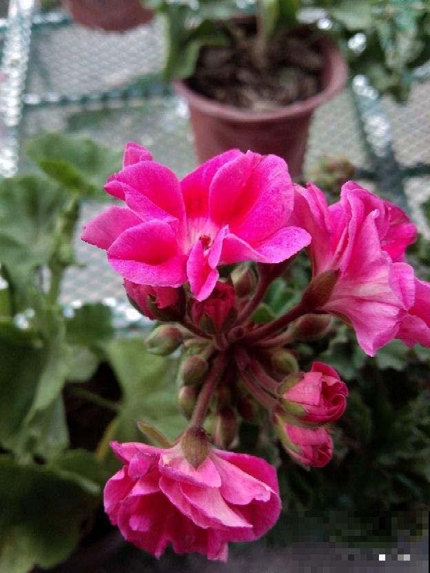 3种花颜值高,就是有“狐臭”,真是让人难以抉择 3种花颜值高,就是有“狐臭”,真是让人难以抉择