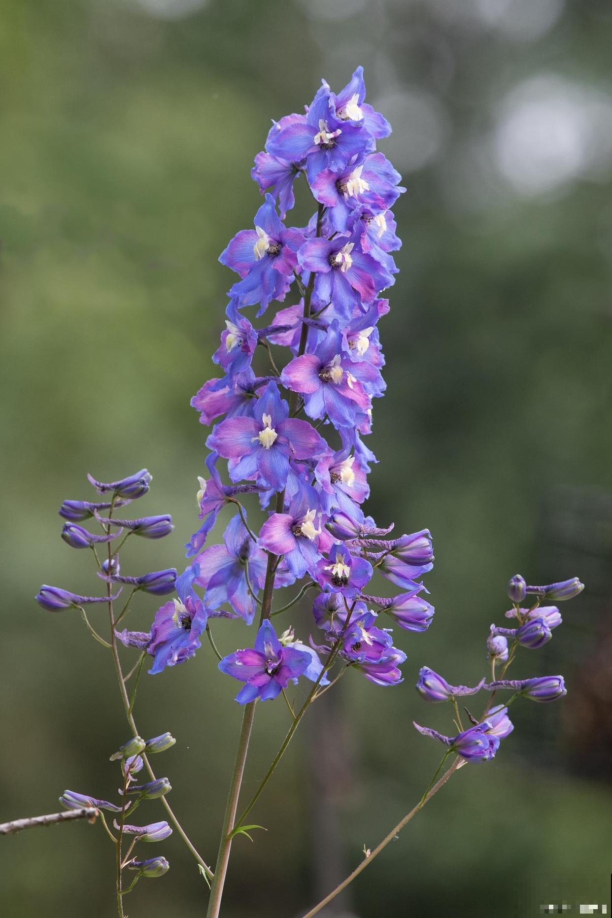如果我有院子，一定种这3种花，天天有花赏！