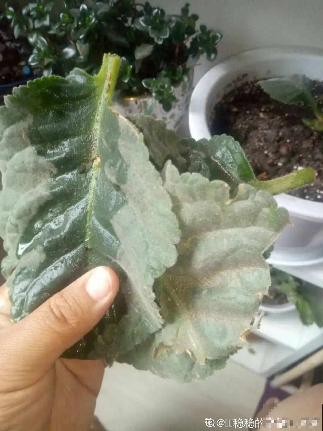 12种花真是太能生，叶子沾土就生根，实在太好活