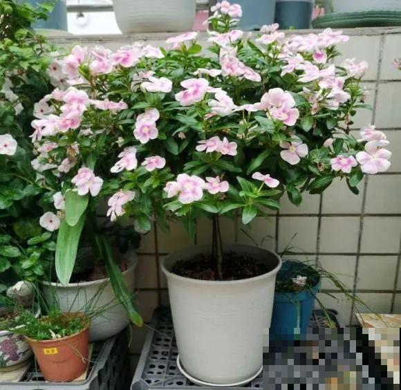 5年的马齿苋，长成“一棵小树”，真头一回见