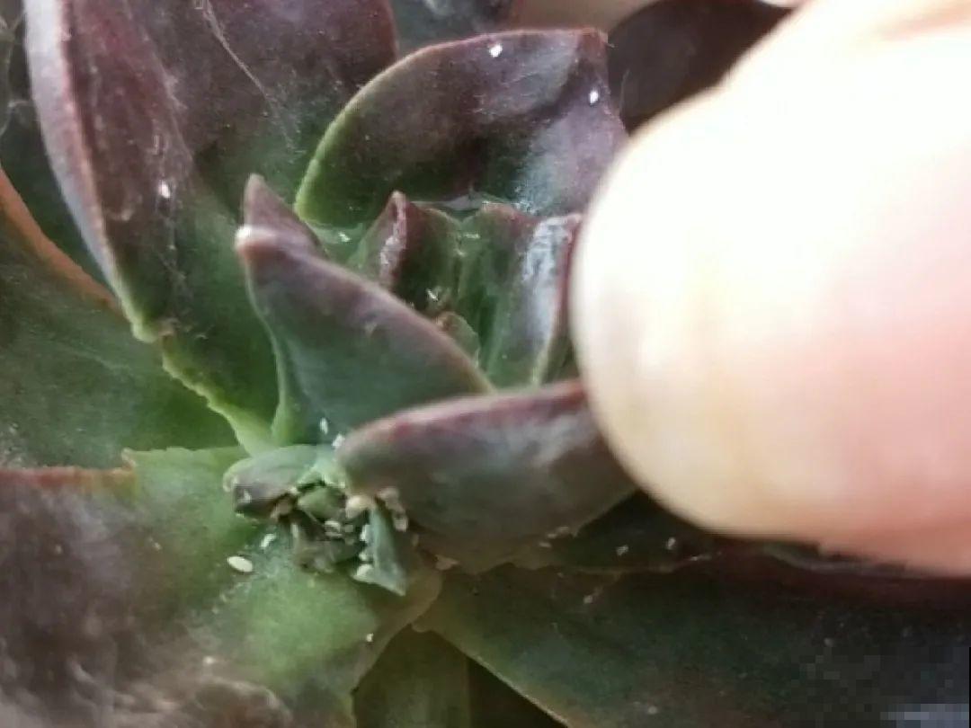 4月是养多肉的黄金期,浇水、施肥···都有窍门,现在知道还不晚 4月是养多肉的黄金期,浇水、施肥···都有窍门,现在知道还不晚