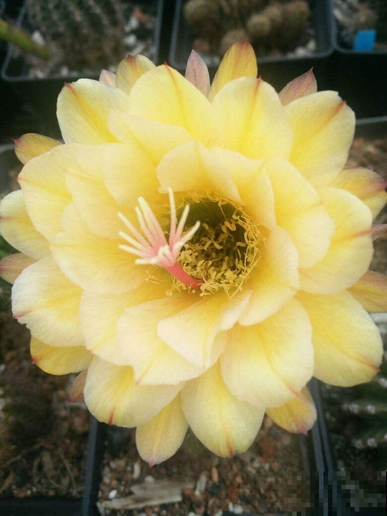 大神不外传的摄影技巧,学会给花拍照,每一张都超美 大神不外传的摄影技巧,学会给花拍照,每一张都超美