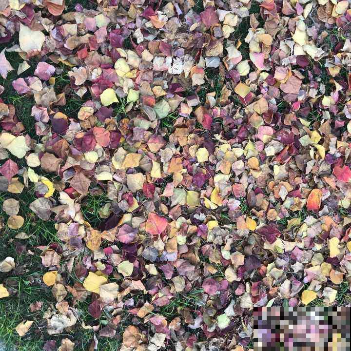 修剪后的枯叶子别丢，还能继续养花，花吃了长得壮