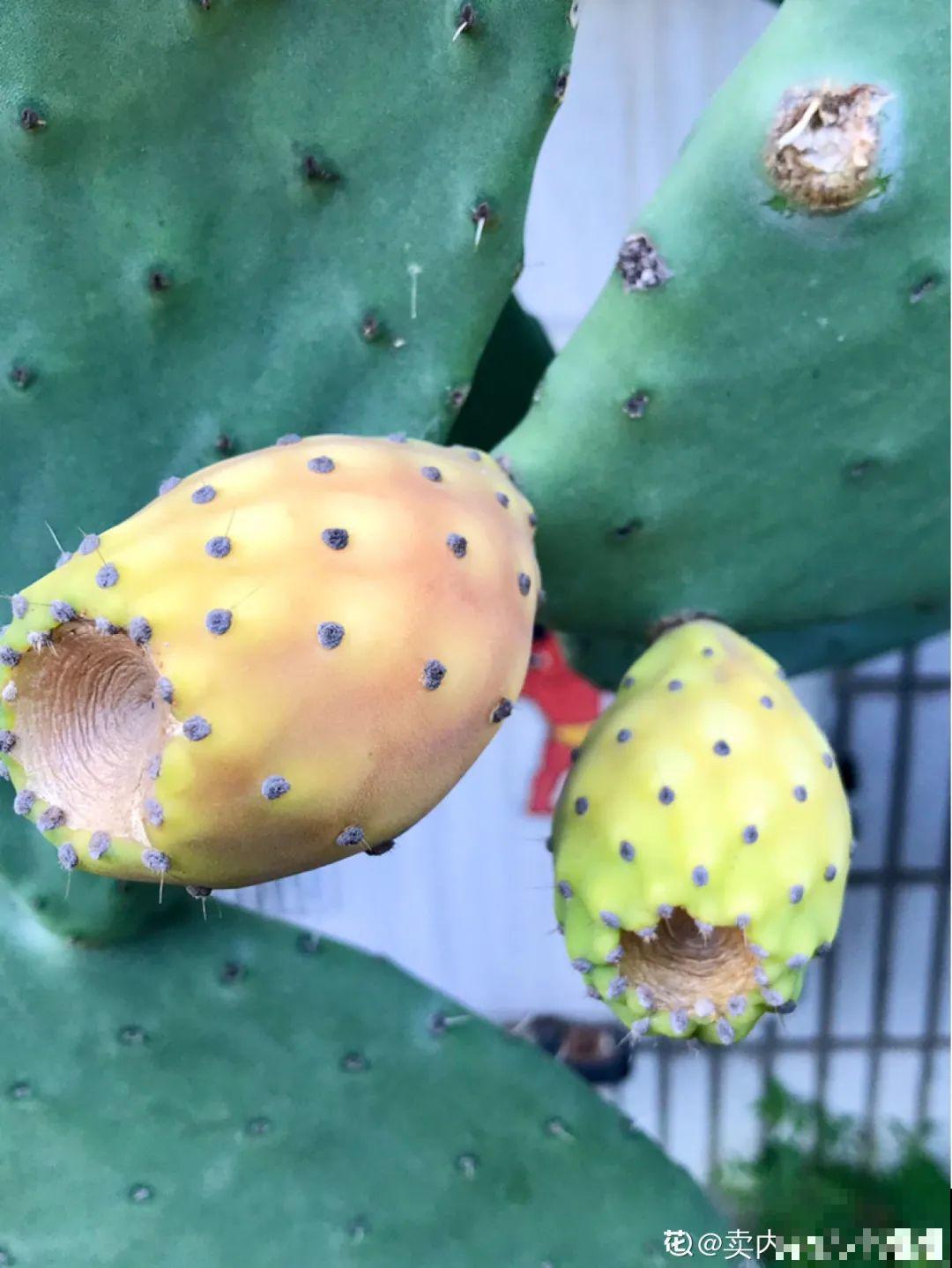 家里养盆镇宅花，越长越霸气，安全感十足