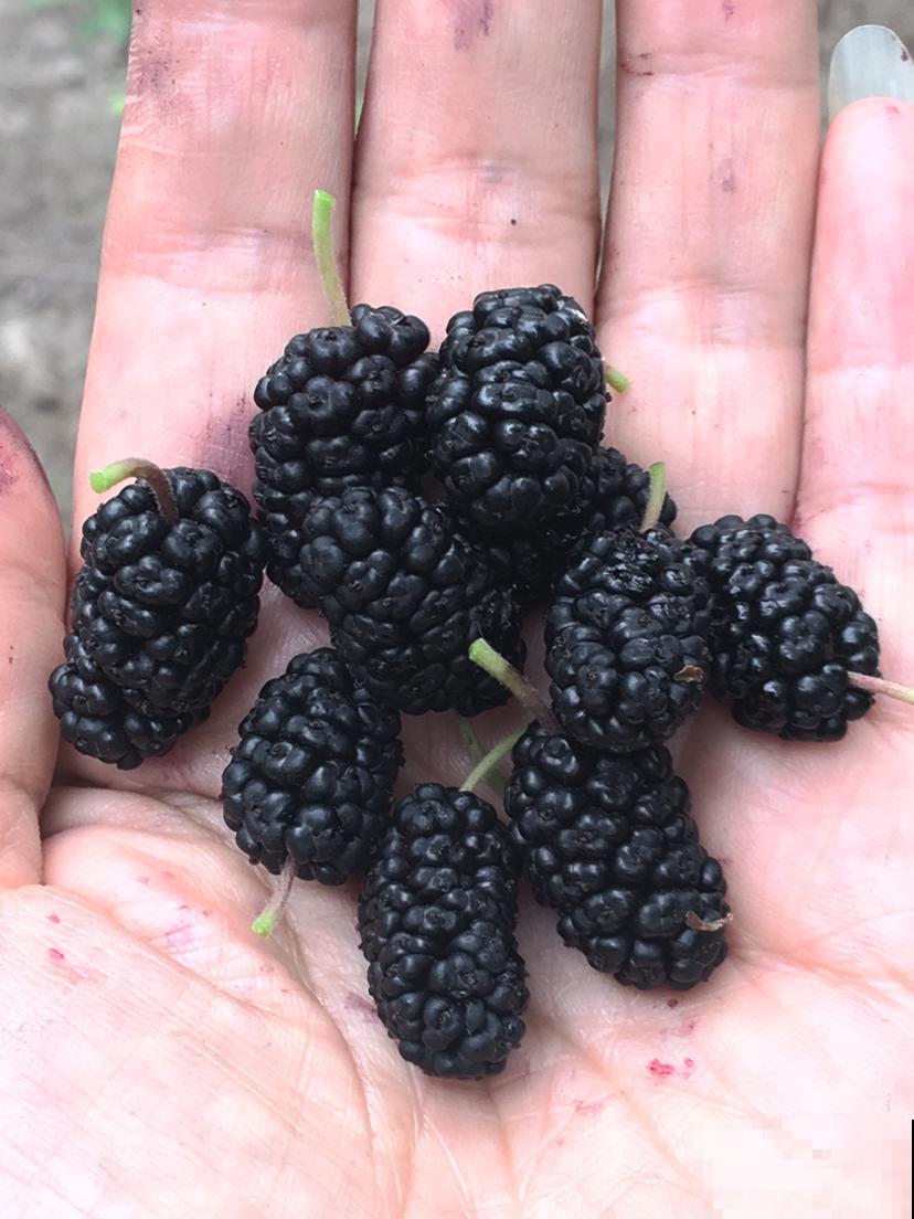 3种野果子，农村一大把，城市里少见，再不摘就没了