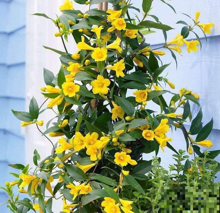 现实中这两种草,竟是武侠里的断肠草,毒性太强,一碰即“断肠” 现实中这两种草,竟是武侠里的断肠草,毒性太强,一碰即“断肠”