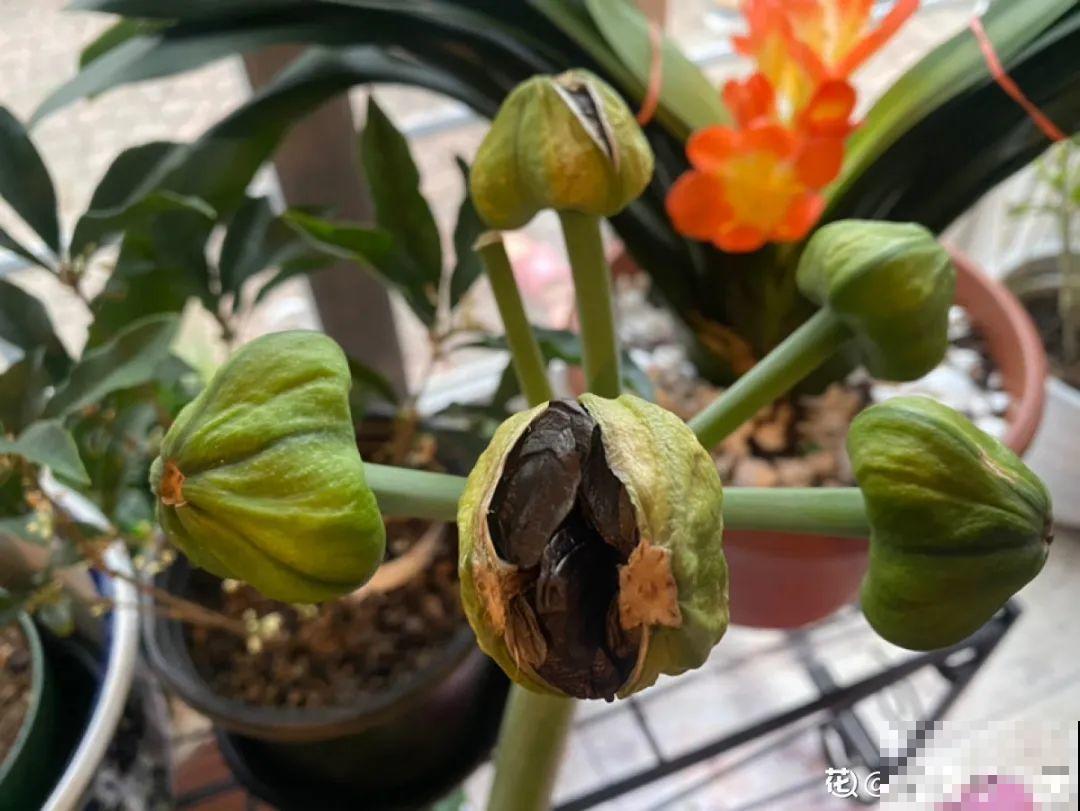 20种花不用买，开完花等20天，爆出好多种子！