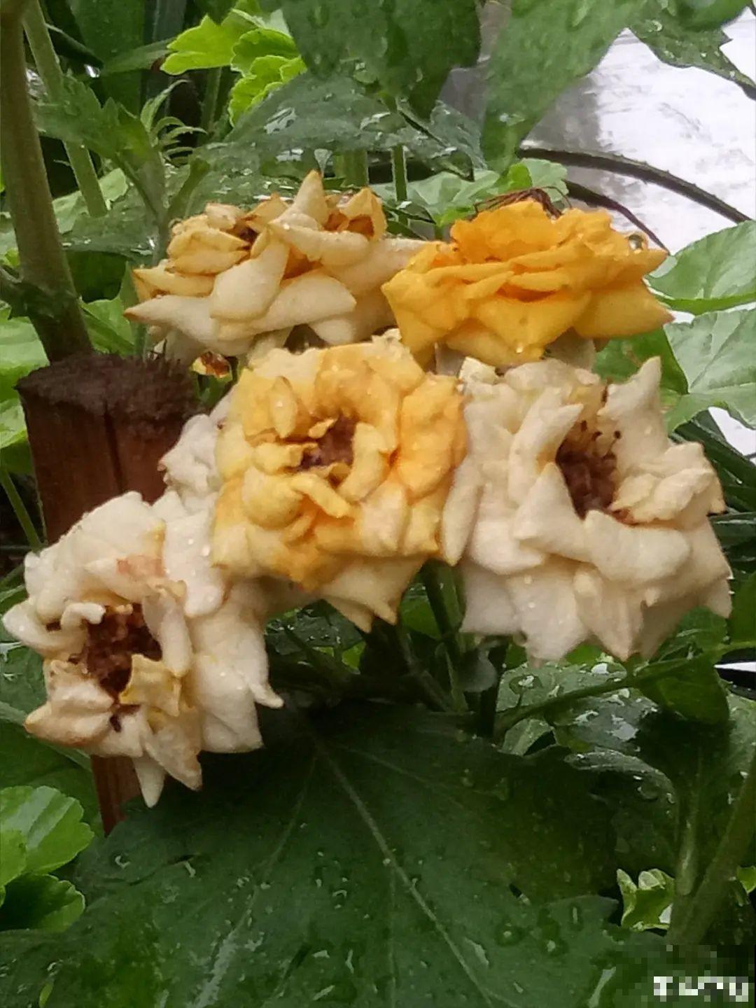 5种花不能淋雨，容易生病斑，搬屋里最保险