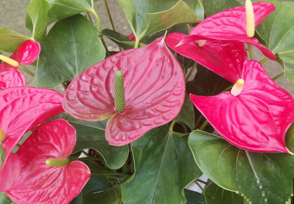 80种常见花卉，读过后，花名难不倒你