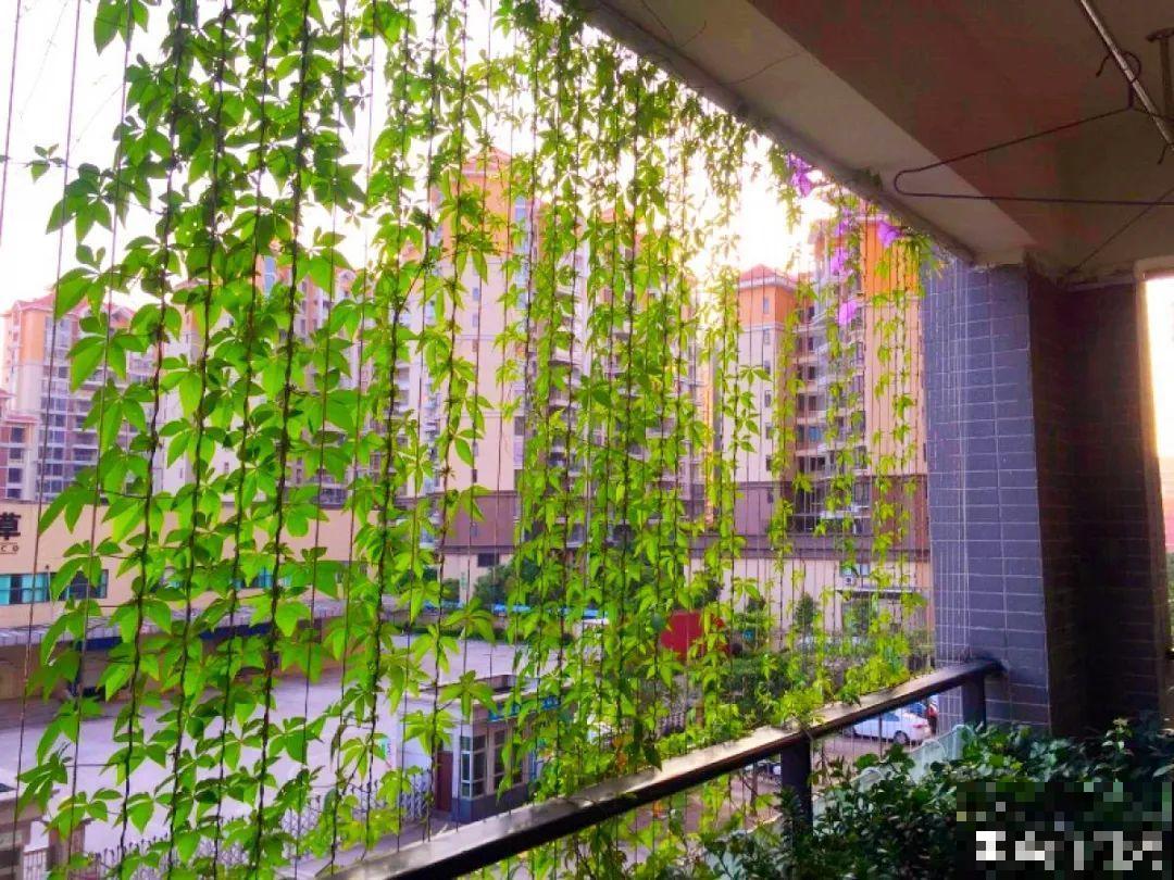 院子长出9种草，看到就铲除，留着就是大祸害