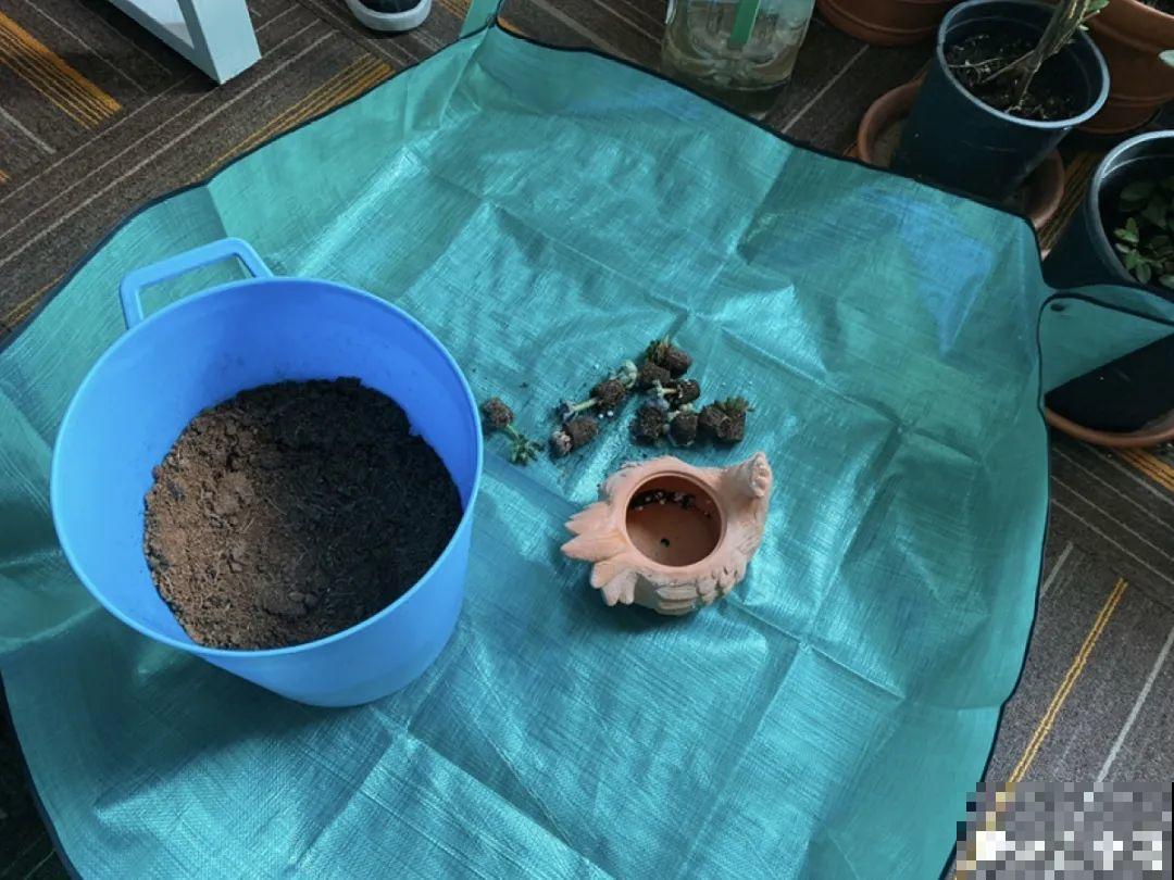 温度差不多稳定了,要准备给多肉换盆,记住这7个步骤 温度差不多稳定了,要准备给多肉换盆,记住这7个步骤