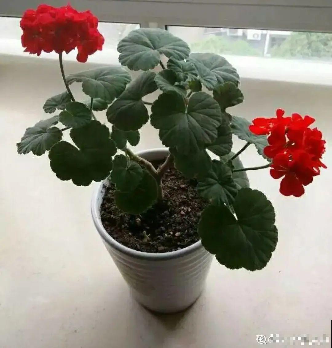 春天给花修剪,花才能呼呼开,俩月开爆盆 春天给花修剪,花才能呼呼开,俩月开爆盆