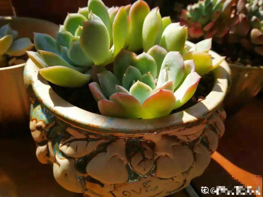 9种多肉，夏天不休眠，浇水还要加把劲儿