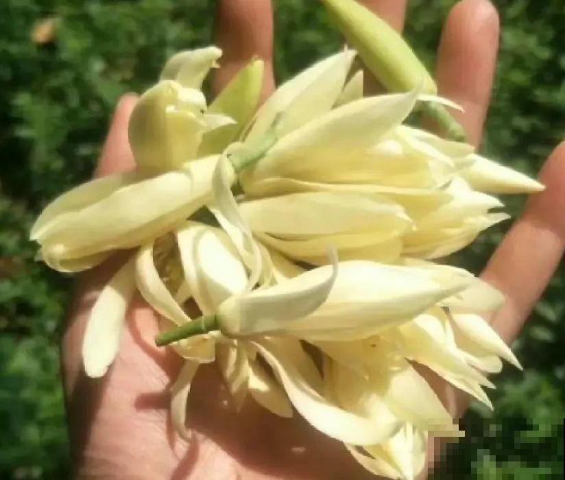 1棵白兰花， 满屋都是香味，真是活香水