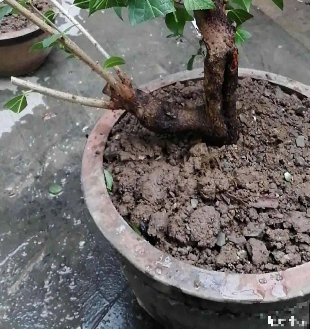 9种花是富贵命,必须大盆养,小盆养会憋死 9种花是富贵命,必须大盆养,小盆养会憋死