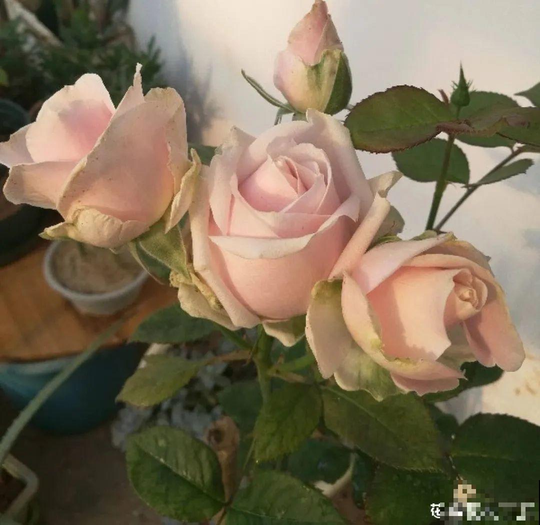 50种月季，各有各的美，哪一种是你的“菜”？