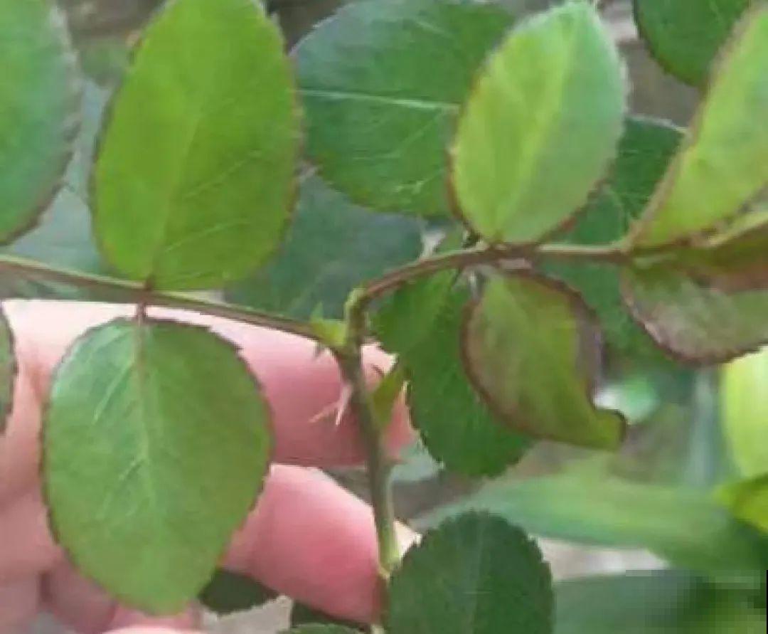 8种花开始慢慢睡醒了， 现在长得正旺，多浇水施肥， 开花更多！