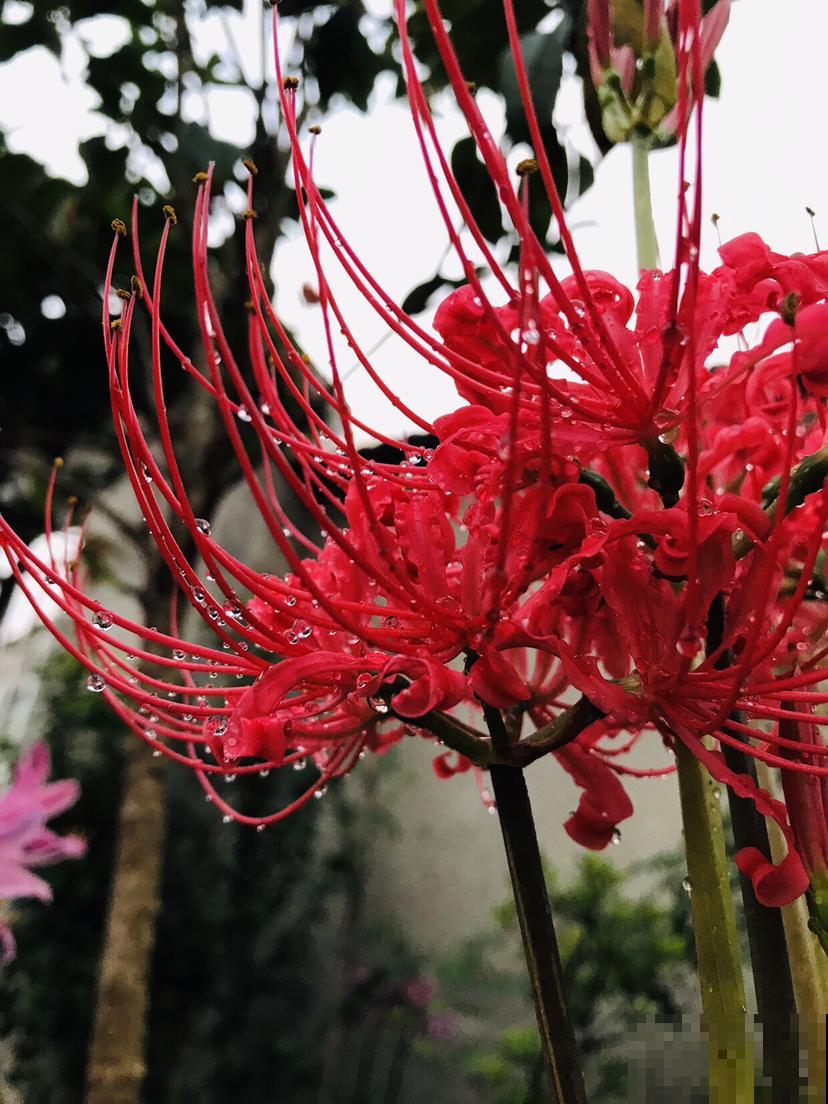 关于植物的知识问答， 答对6道，就叫你“博士”