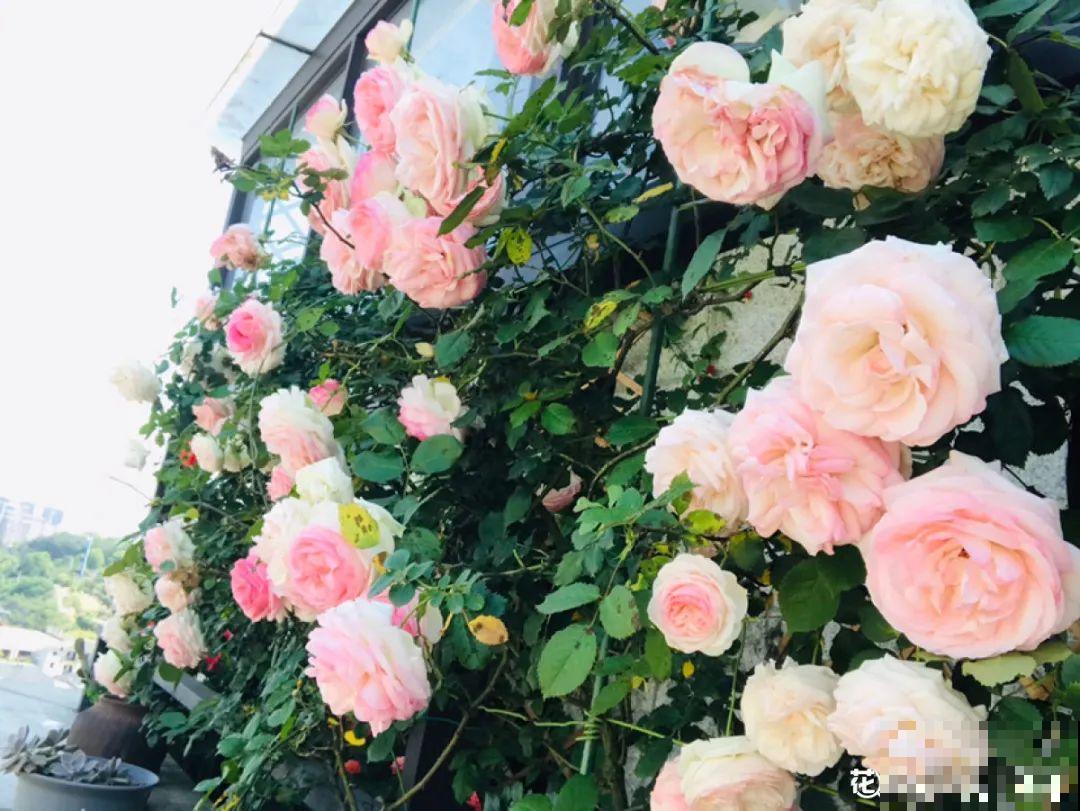 屋里种一棵爬藤花，夏天开花超旺，越热开花越多