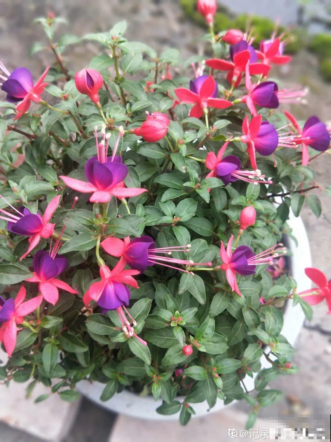 天热了,8种花要休眠,要少浇水 天热了,8种花要休眠,要少浇水