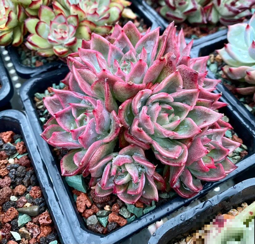 天生爱淋雨的花,越淋雨长得越快,赶紧搬出屋去 天生爱淋雨的花,越淋雨长得越快,赶紧搬出屋去