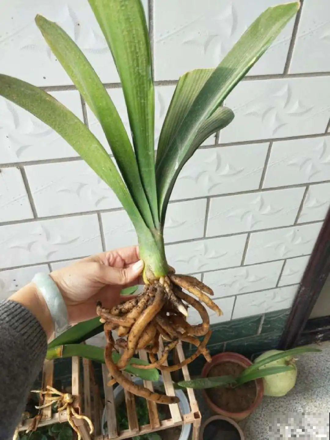 长寿开花后，要好好修剪，很快冒新芽