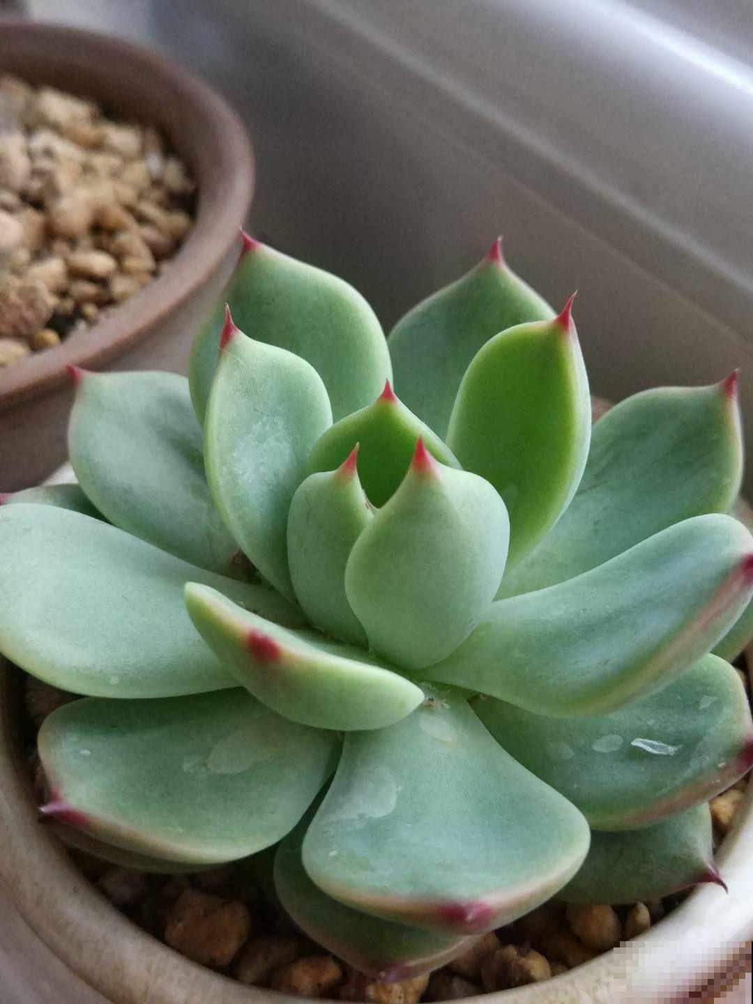 养花要学会“断舍离”，多买有用的，少买没用的