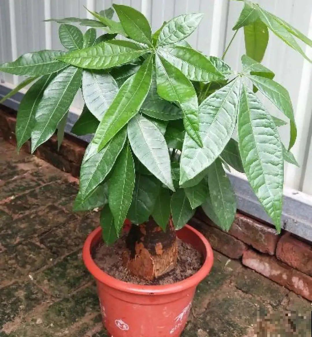 给花浇水掺点白醋，植物根比萝卜还粗，健壮不黄叶