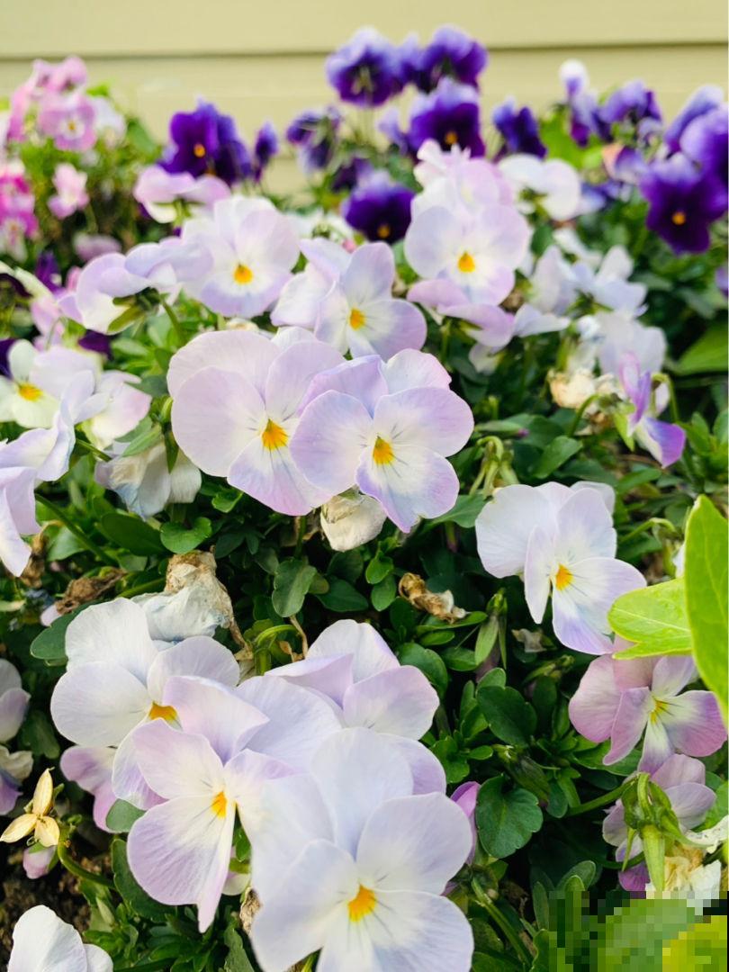 不同地区，植物发芽程度不同，你家那边的花开了吗