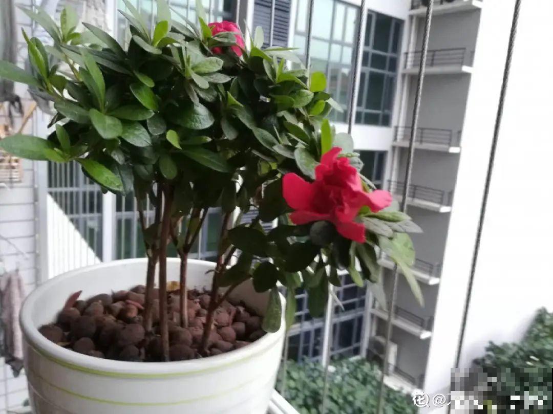 花开完了,别急着扔,好好养还能活几十年 花开完了,别急着扔,好好养还能活几十年