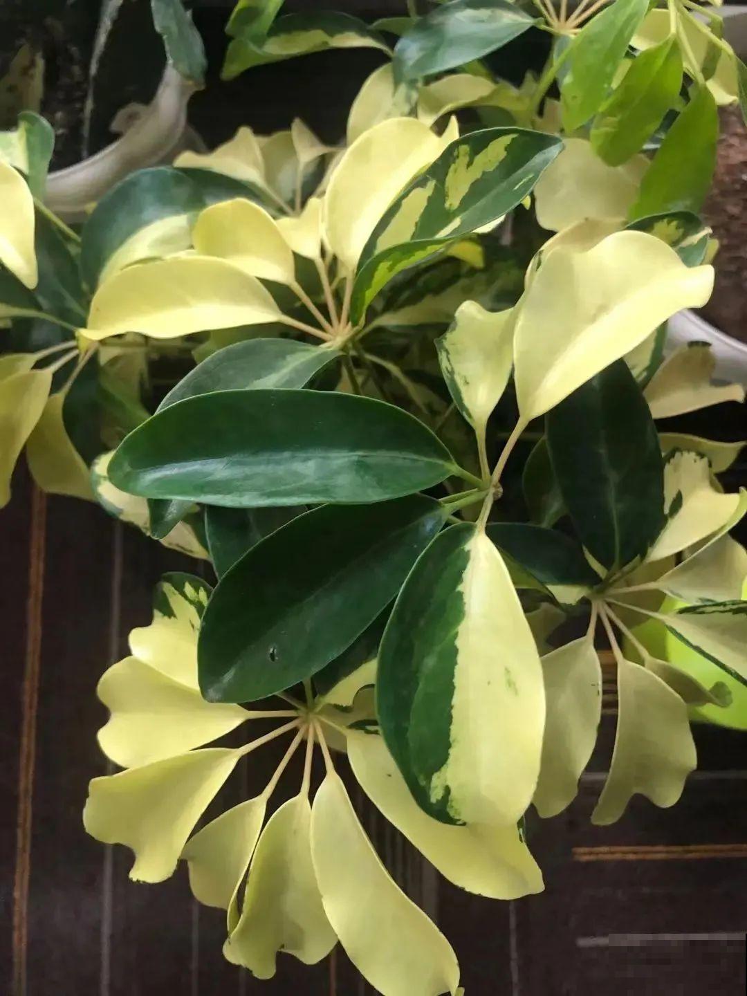 家里的绿植特高大，像是进了热带雨林，热气都跑光了