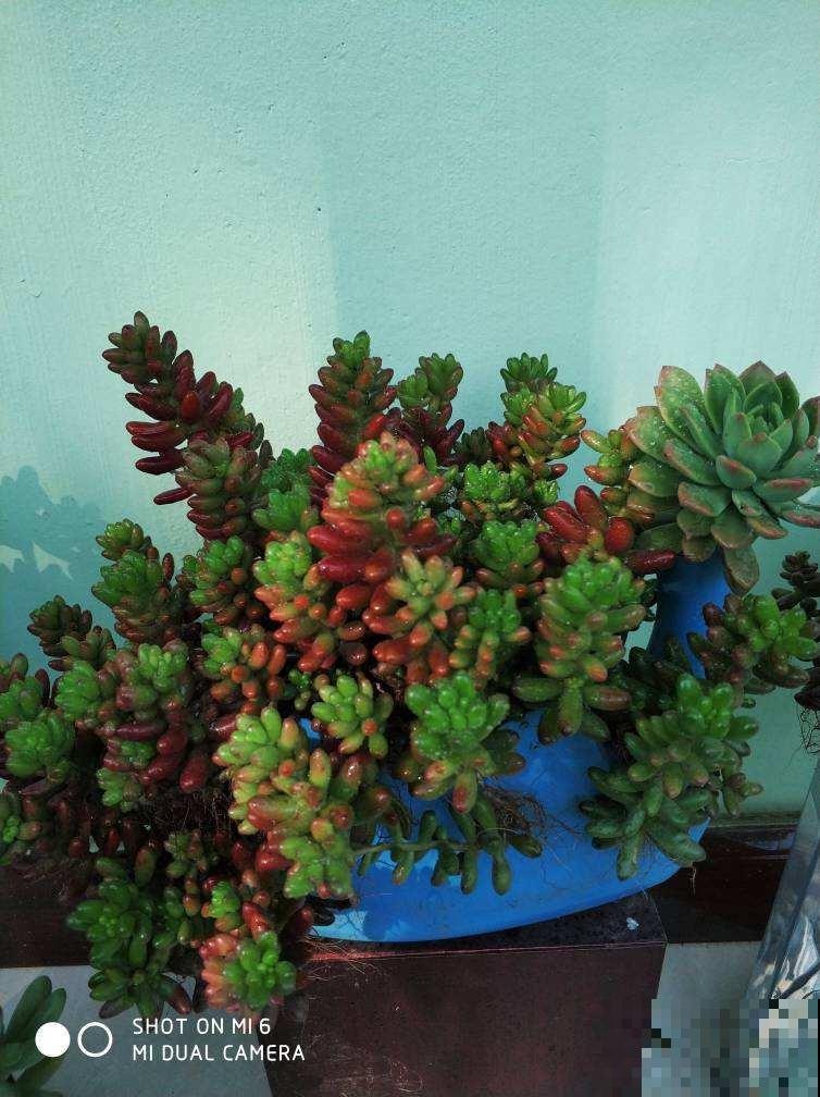 家里的旧物件别丢，拿来养花，能省不少养花钱