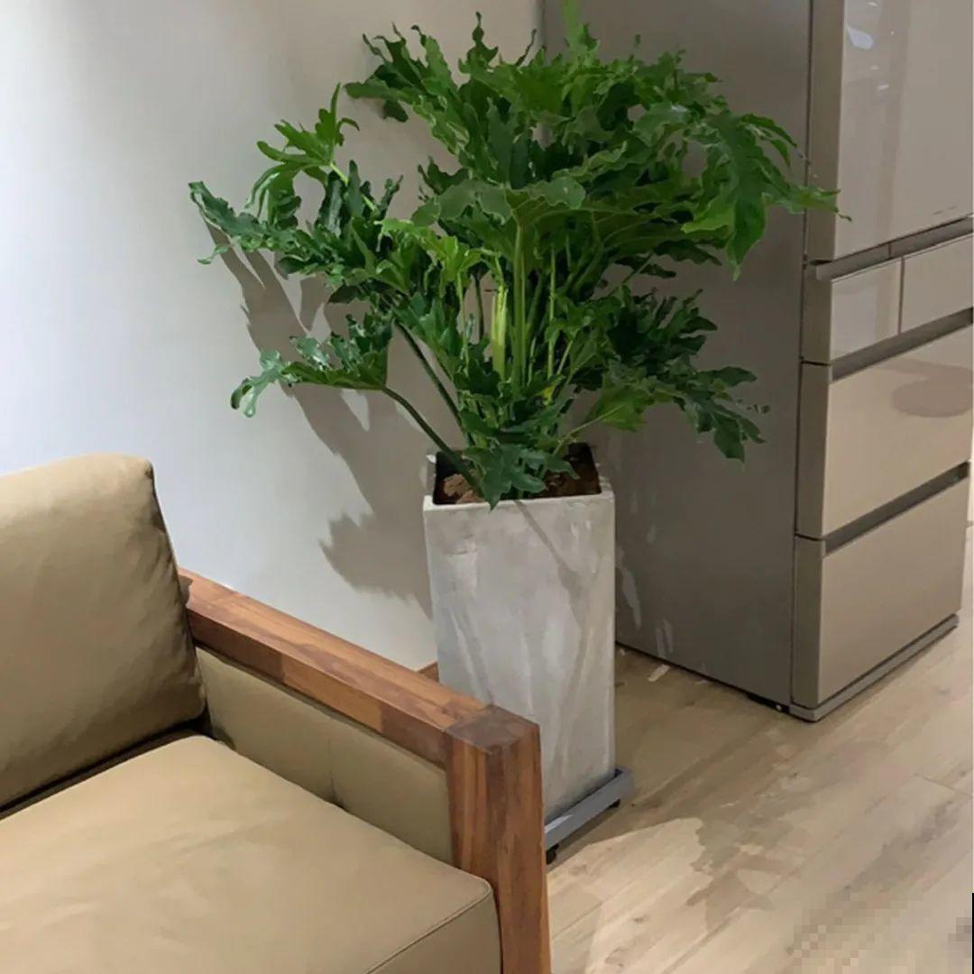 室内小窗台,养点小众盆栽,气质瞬间不一样 室内小窗台,养点小众盆栽,气质瞬间不一样