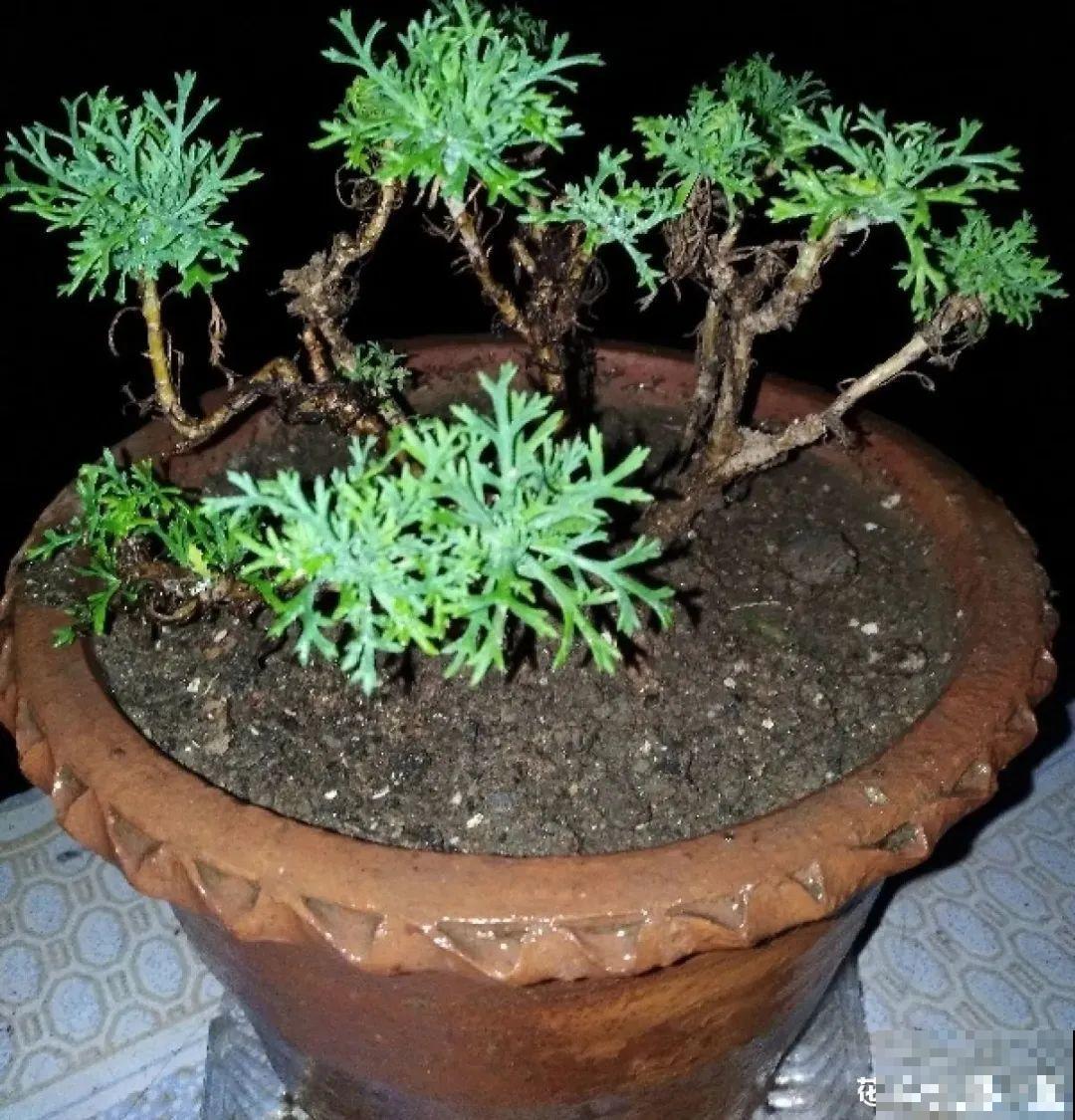 天热了,8种花要休眠,要少浇水 天热了,8种花要休眠,要少浇水