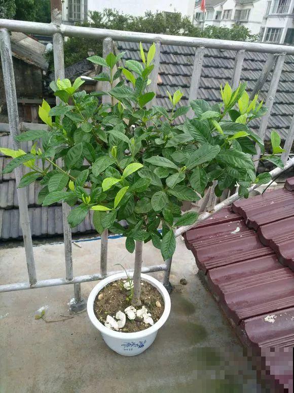 春天最佳繁殖季，扦插播种分株压条，成活率特高