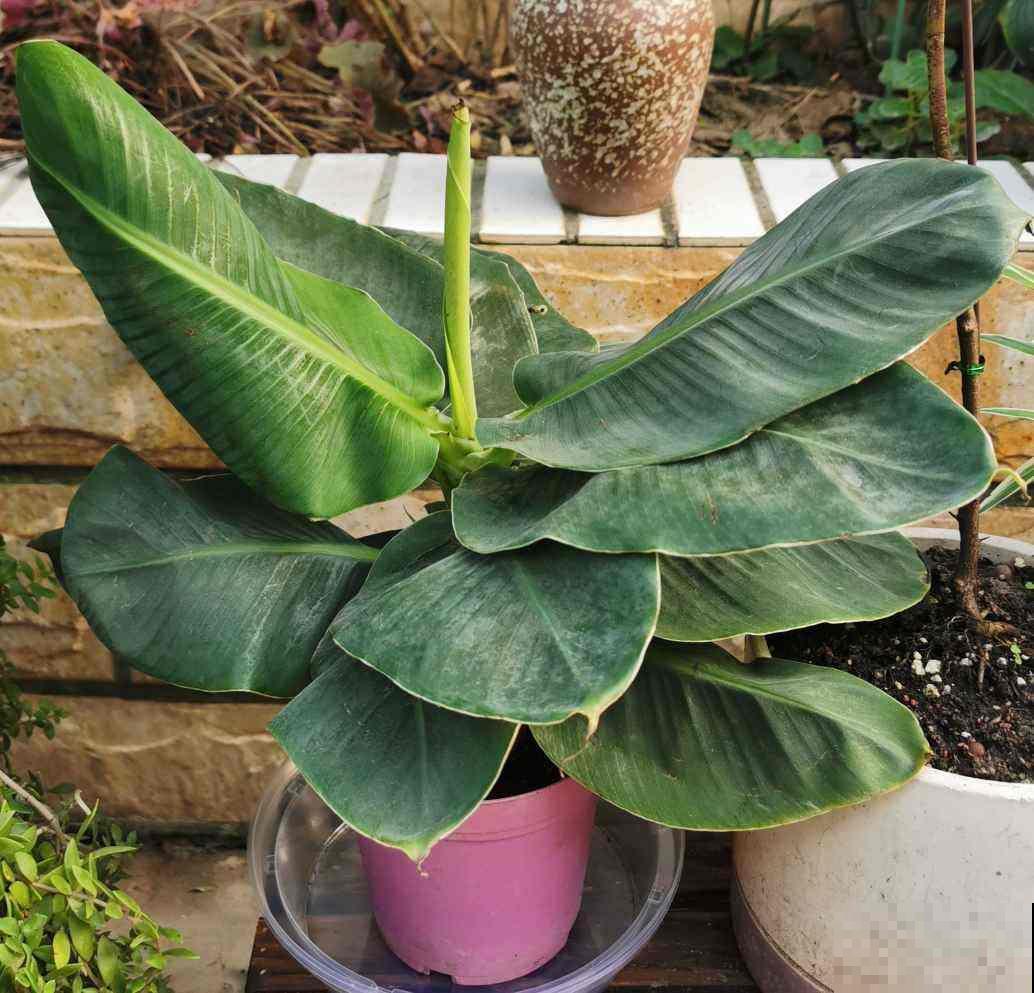 家里养了盆“光棍树”，茎秆翠绿纤细，精致得像艺术品