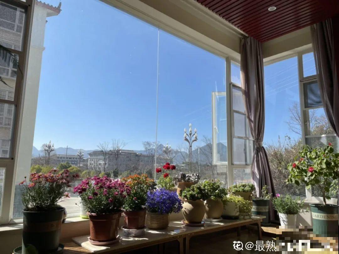 草本植物春剪，学着掐顶芽，呼呼冒出一大盆