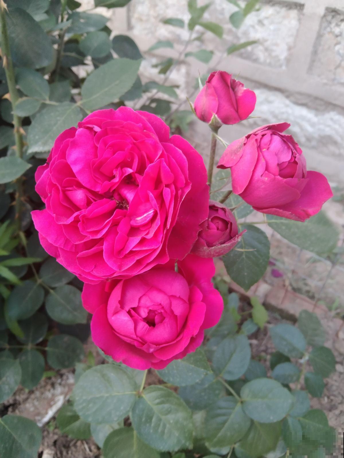 路边的月季开花后，比拳头还要大，没成想却招了贼