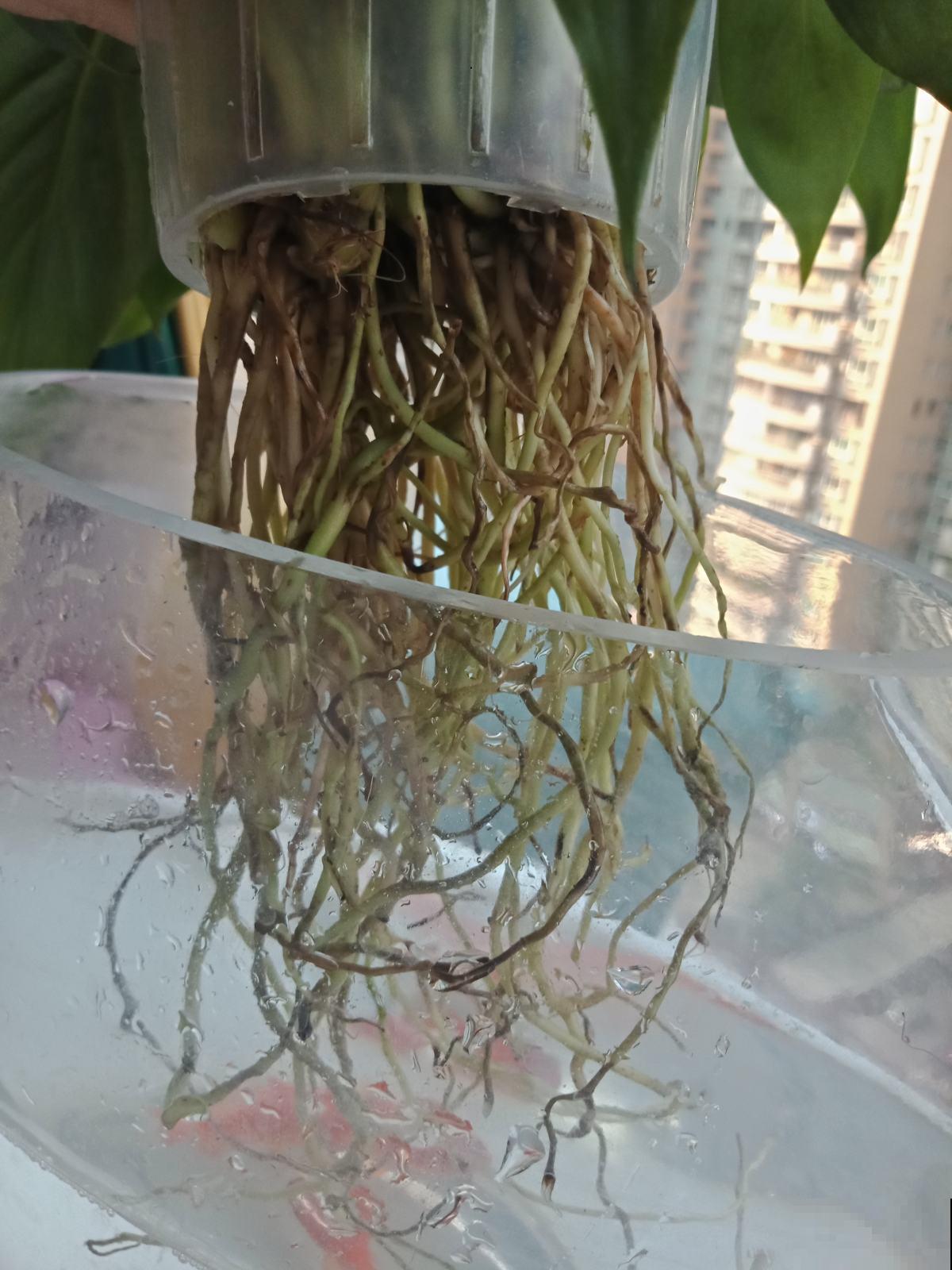 植物烂根不要怕,简单几步,就能妙手回春! 植物烂根不要怕,简单几步,就能妙手回春!