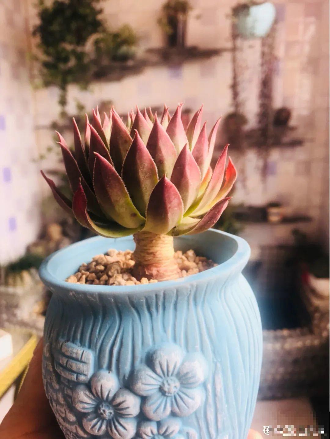 多肉老桩属实震撼，颜值都很高，越养越上瘾