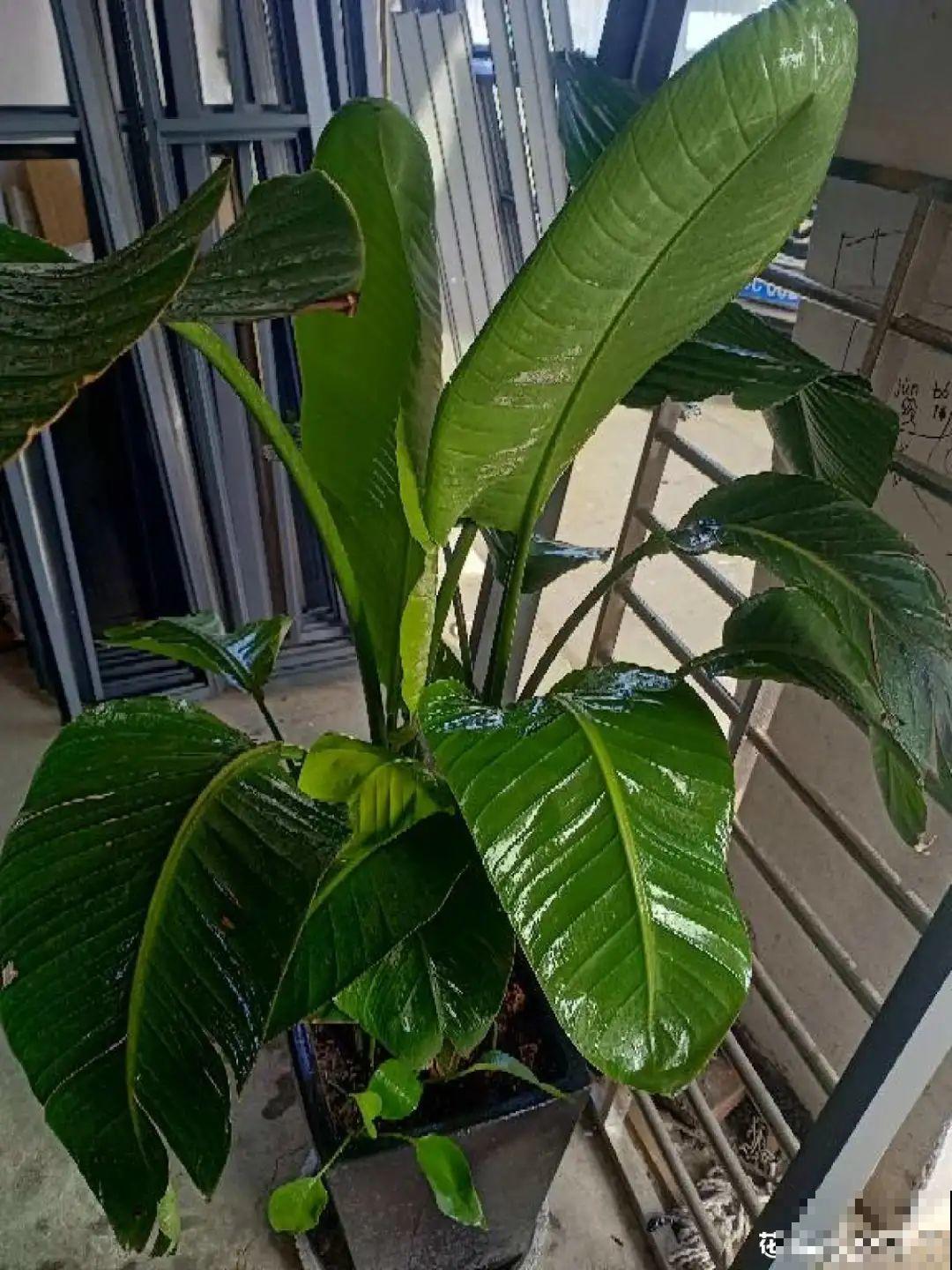 家里的绿植特高大，像是进了热带雨林，热气都跑光了