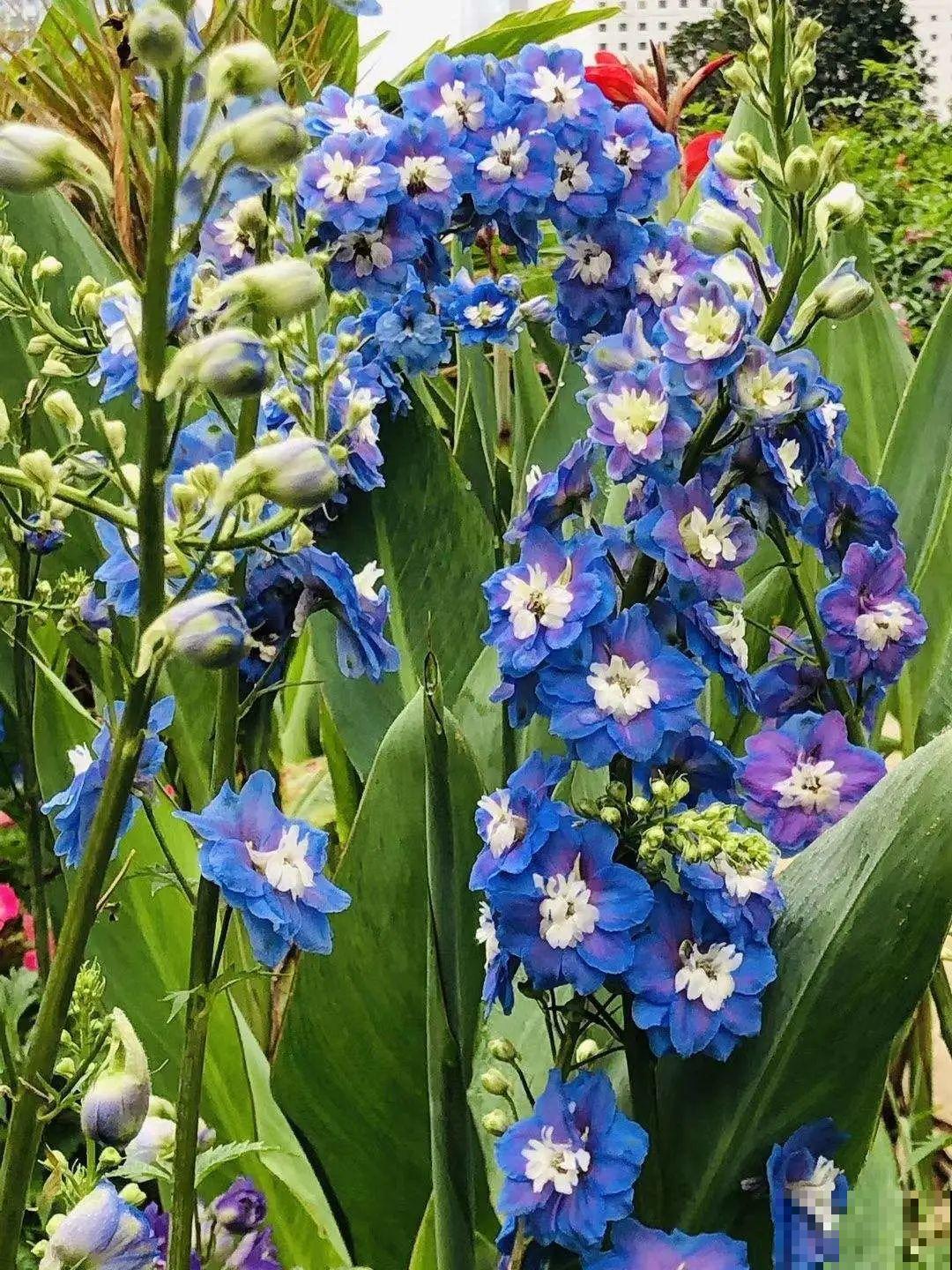 家里养盆“省心”花,自己开花自己结种,不用再买花种了 家里养盆“省心”花,自己开花自己结种,不用再买花种了