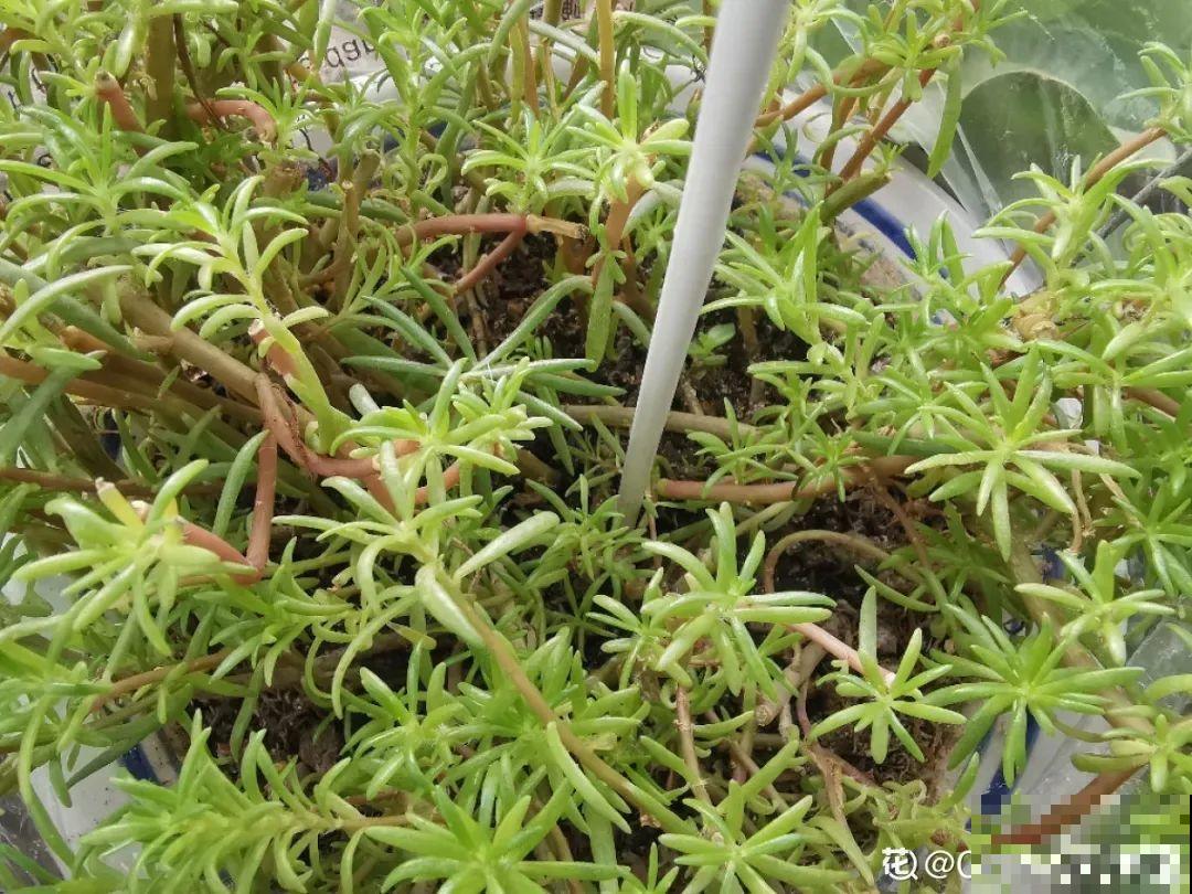 咋养都不死花,掐根枝剁10段,插土里就能爆开花 咋养都不死花,掐根枝剁10段,插土里就能爆开花