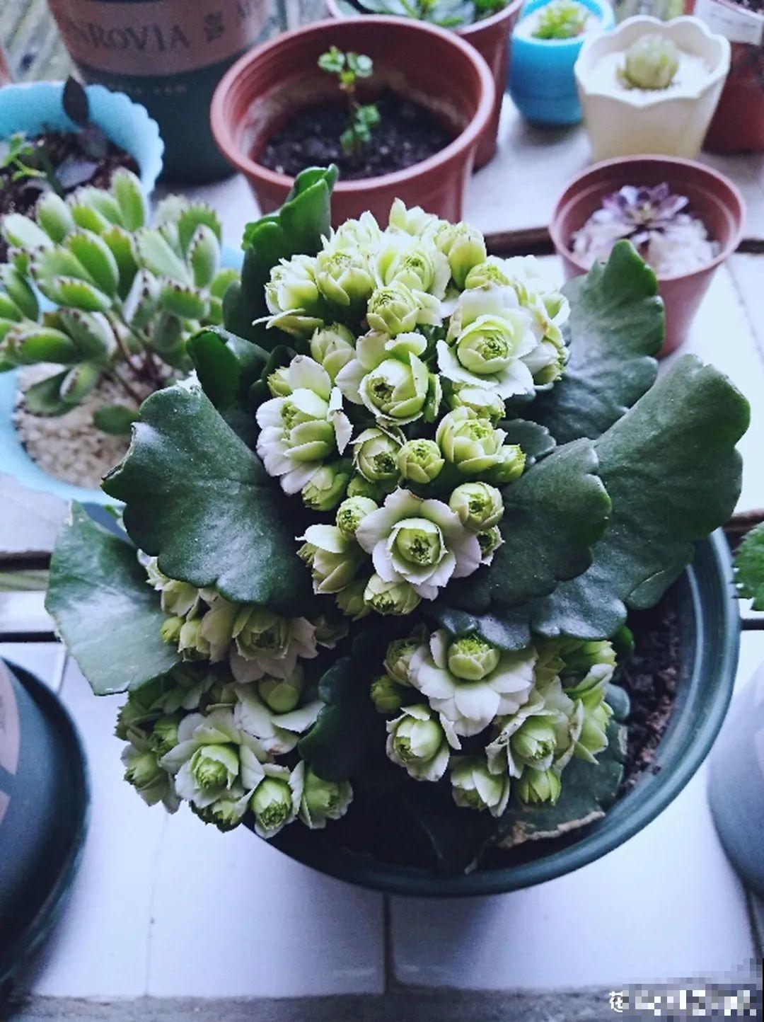 春天养盆绿色花,看着清爽干净,今年一定要养一盆 春天养盆绿色花,看着清爽干净,今年一定要养一盆