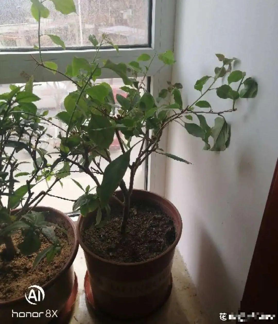 虐着养的花，剪成秃子，半月不浇水，呼呼开花