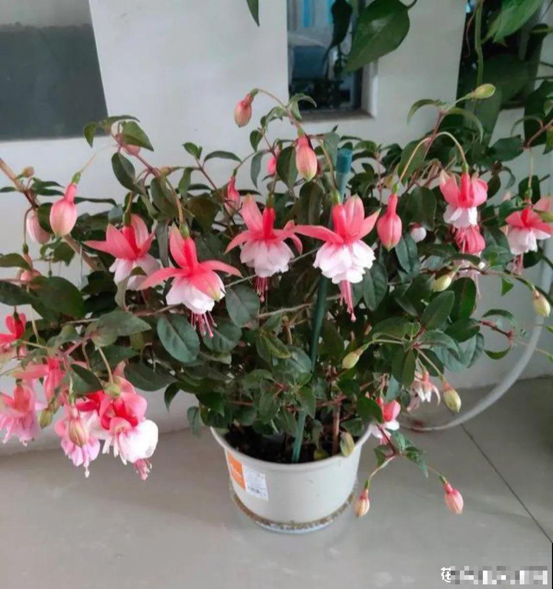 家里养了月季,花后使劲剪,越剪越开花,真省心 家里养了月季,花后使劲剪,越剪越开花,真省心